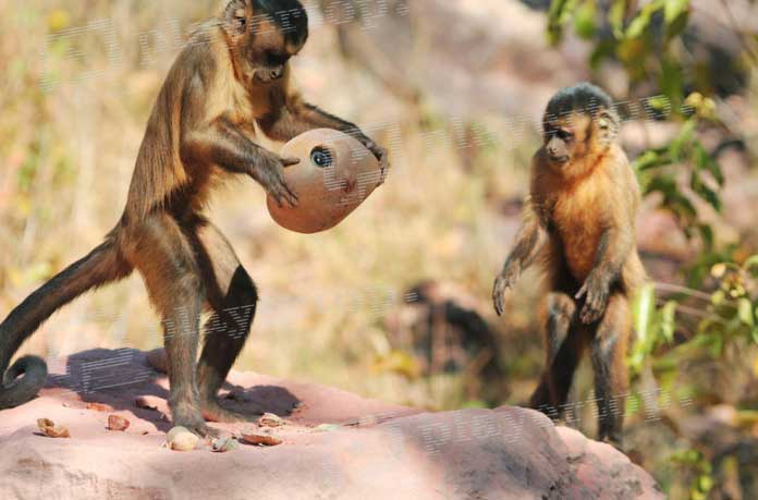 Caméra espion animaux